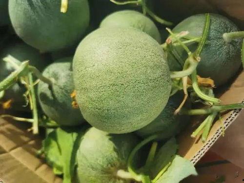 黎刀刀在线吃瓜,揭秘娱乐圈幕后风云